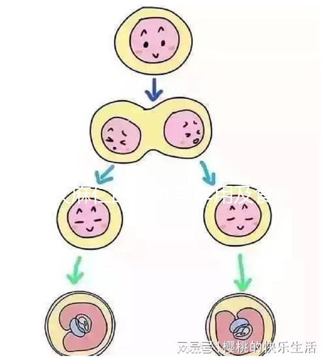 火麻仁的功效與作用及食用方法（火麻仁的功效與作用及食用方法和禁忌）