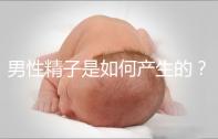 男性精子是如何產生的？