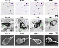 白糖的功效與作用(白糖的功效與作用及營養(yǎng)價值)