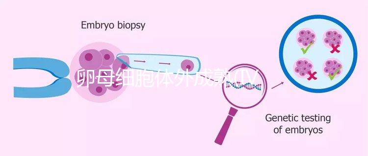 卵母細胞體外成熟(IVM)科普，不熟卵子未完的緣分