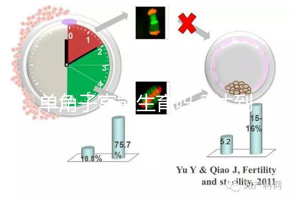 單角子宮能生育嗎?達(dá)到這4個(gè)條件即可懷孕生孩子
