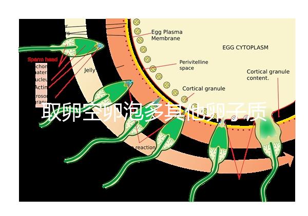 取卵空卵泡多其他卵子質量好不好說,多方面衡量準確
