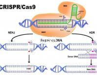 北醫(yī)三院做試管，自然周期鮮胚移植成功率是多少？