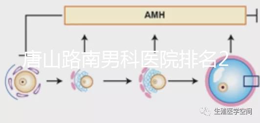 唐山路南男科醫(yī)院排名2024，精度高，成本低...