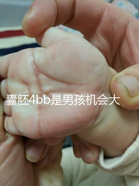 囊胚4bb是男孩機(jī)會大嗎？生男生女概率都只有50%