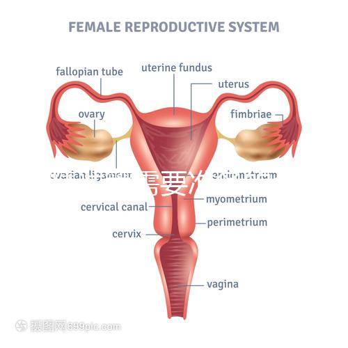 供精試管需要準(zhǔn)備的資料一覽，除結(jié)婚證外這些也必不可少