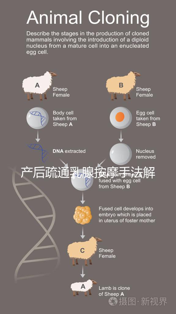 產(chǎn)后疏通乳腺按摩手法解密,不用吸奶器輕松搞定堵奶、奶結(jié)