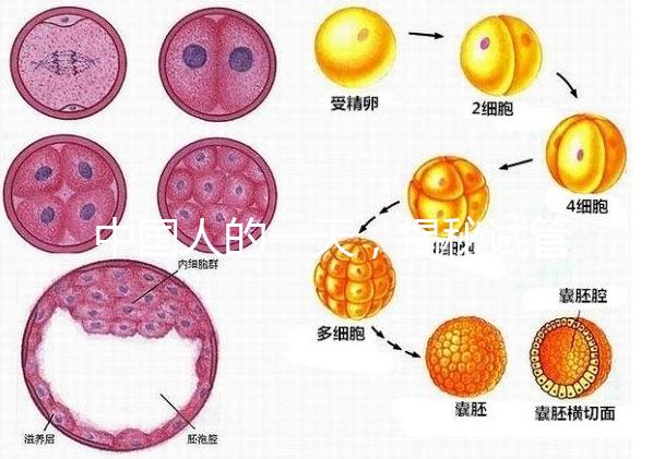 中國人的一天，揭秘試管嬰兒胚胎學家神秘又平凡的實驗室工作