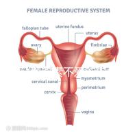 懷孕愛吃素不愛吃肉多半是女兒？幾率究竟多大進(jìn)來一看便知