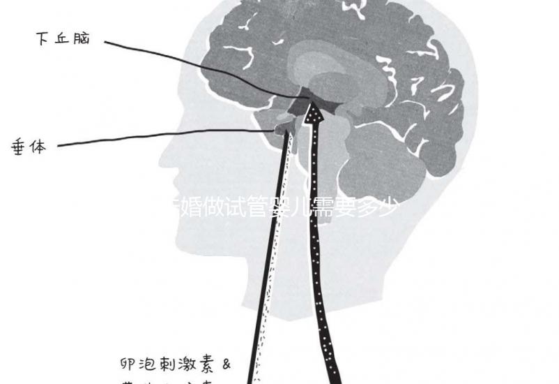 未婚做試管嬰兒需要多少錢?公立醫(yī)院費(fèi)用大概在3-12萬
