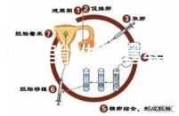 文昌哪里能做試管嬰兒？國內做一次成功率有多高？