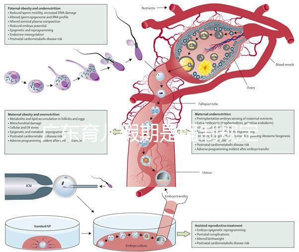 廣東育兒假期是強制規定！深圳包不包括雙休日這均有答復