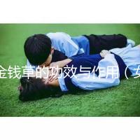 金錢草的功效與作用（女人長期喝金錢草的好處）