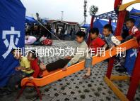 荊芥穗的功效與作用(荊芥穗的功效與作用和主治)