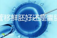 試管移鮮胚好還是囊胚好（3天鮮胚和5天囊胚的區別）