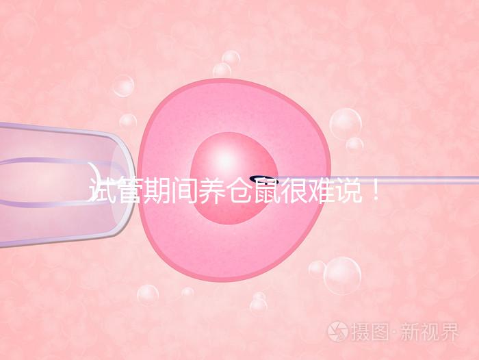 試管期間養(yǎng)倉(cāng)鼠很難說(shuō)！先了解對(duì)胎兒的影響再?zèng)Q定！