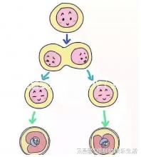 試管嬰兒的準備工作(試管嬰兒的準備工作有哪些)