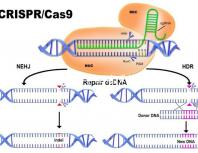 45歲生孩子各有利弊，對比優(yōu)缺點就知道好不好！