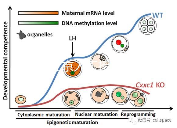 2024北京人工授精私立醫院排名專欄，哪家好看完有數